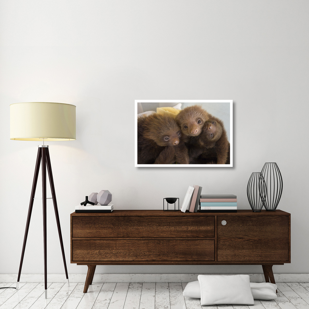 Hoffmann's Two-toed Sloth orphaned babies, Aviarios Sloth Sanctuary, Costa Rica-Paper Art-38&quotx26"