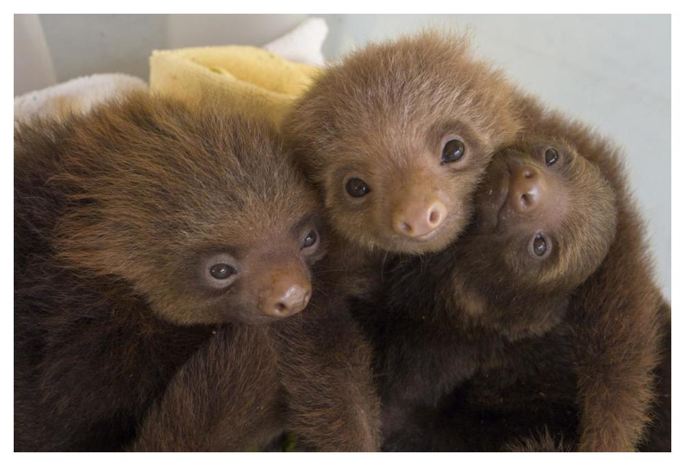 Hoffmann's Two-toed Sloth orphaned babies, Aviarios Sloth Sanctuary, Costa Rica-Paper Art-50"x34"