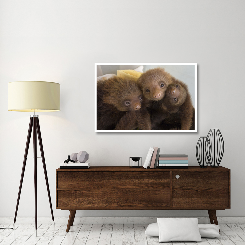 Hoffmann's Two-toed Sloth orphaned babies, Aviarios Sloth Sanctuary, Costa Rica-Paper Art-50&quotx34"