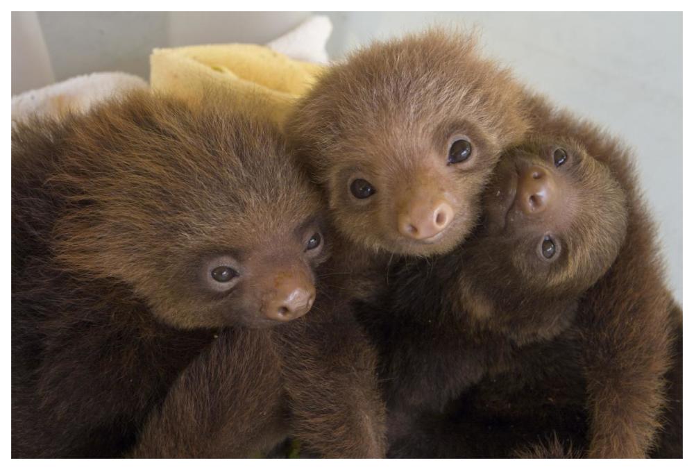 Hoffmann's Two-toed Sloth orphaned babies, Aviarios Sloth Sanctuary, Costa Rica-Paper Art-62"x42"