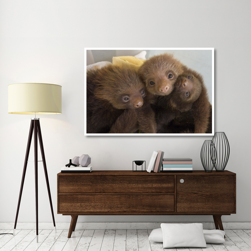 Hoffmann's Two-toed Sloth orphaned babies, Aviarios Sloth Sanctuary, Costa Rica-Paper Art-62&quotx42"