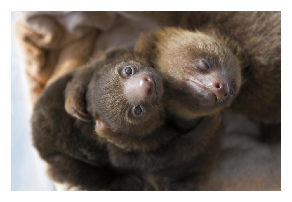 Hoffmann's Two-toed Sloth orphaned babies, Aviarios Sloth Sanctuary, Costa Rica-Paper Art-26"x18"