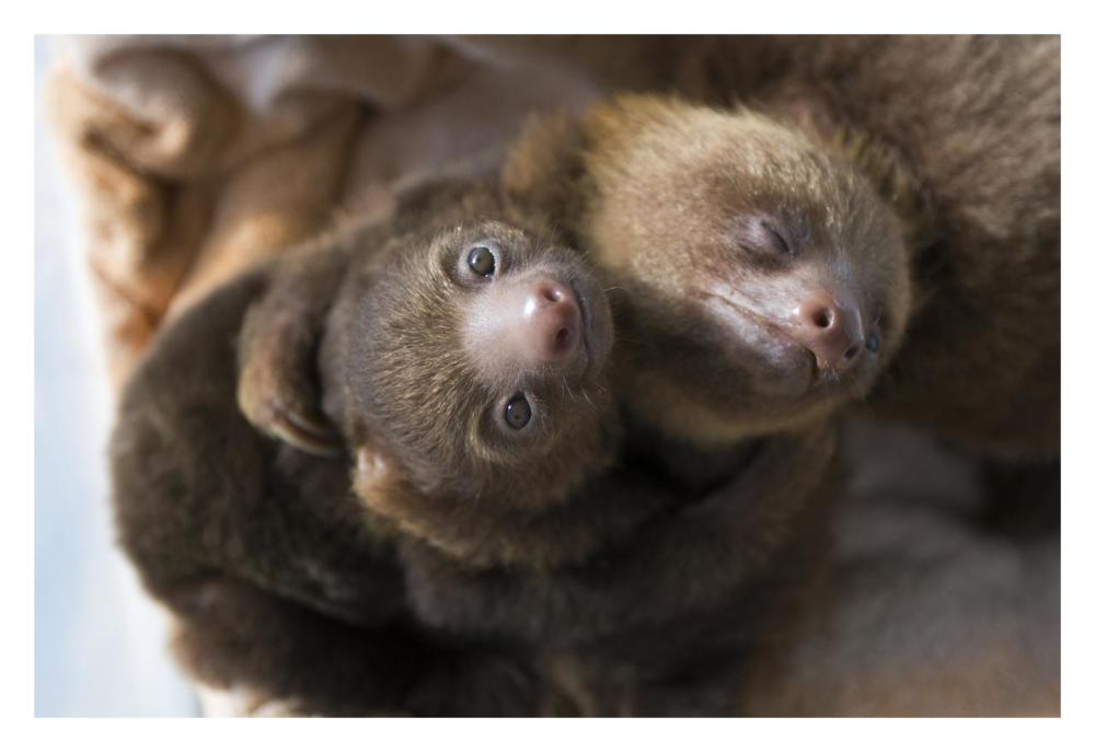 Hoffmann's Two-toed Sloth orphaned babies, Aviarios Sloth Sanctuary, Costa Rica-Paper Art-32"x22"
