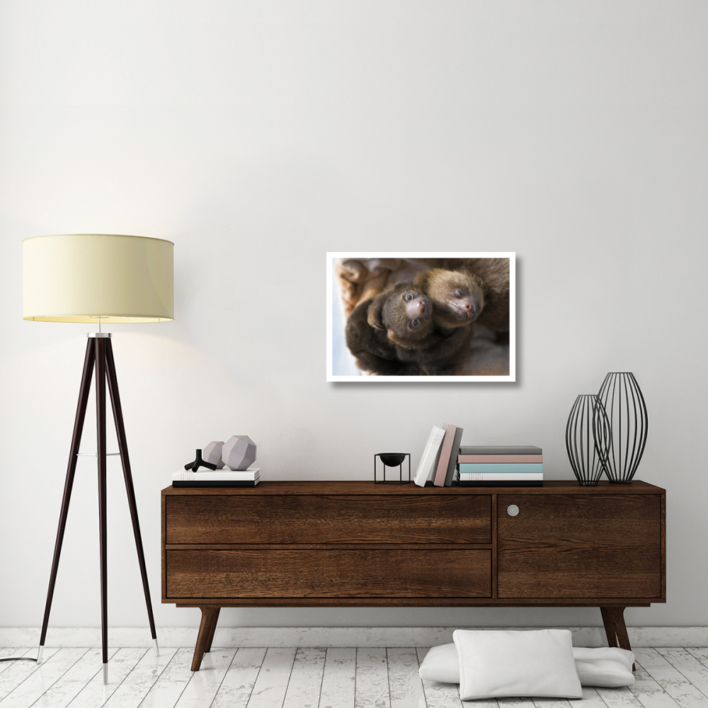 Hoffmann's Two-toed Sloth orphaned babies, Aviarios Sloth Sanctuary, Costa Rica-Paper Art-32&quotx22"