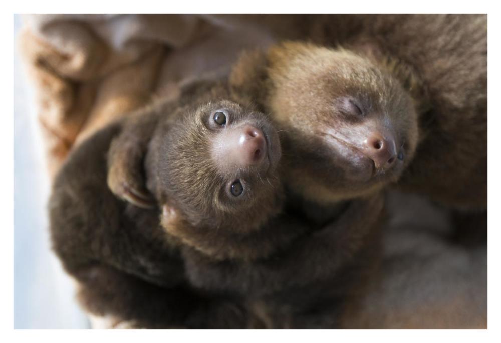 Hoffmann's Two-toed Sloth orphaned babies, Aviarios Sloth Sanctuary, Costa Rica-Paper Art-38"x26"