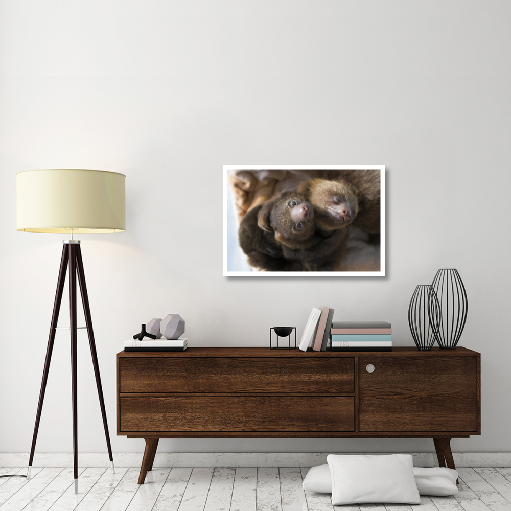 Hoffmann's Two-toed Sloth orphaned babies, Aviarios Sloth Sanctuary, Costa Rica-Paper Art-38&quotx26"