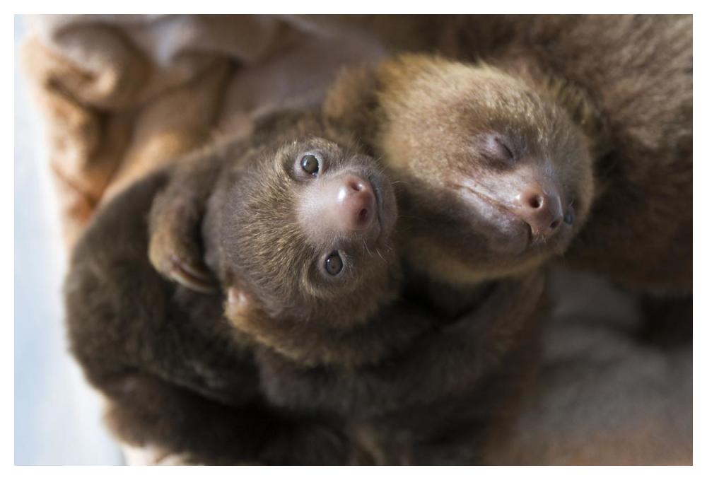 Hoffmann's Two-toed Sloth orphaned babies, Aviarios Sloth Sanctuary, Costa Rica-Paper Art-50"x34"