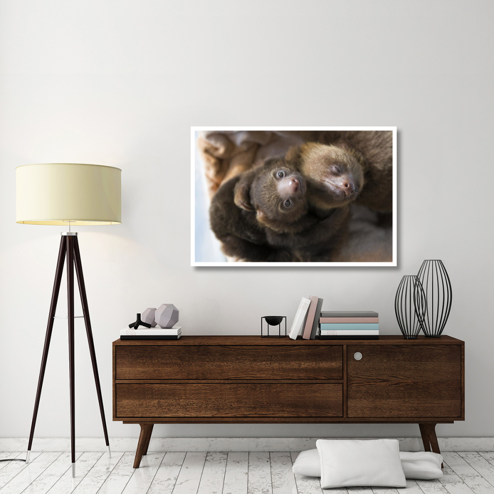 Hoffmann's Two-toed Sloth orphaned babies, Aviarios Sloth Sanctuary, Costa Rica-Paper Art-50&quotx34"