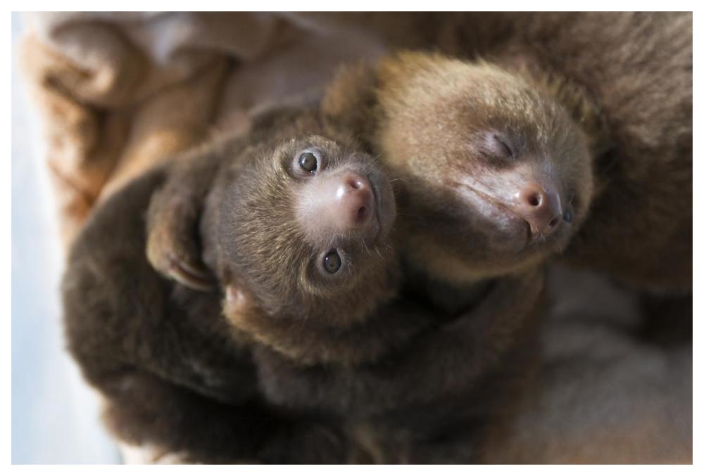 Hoffmann's Two-toed Sloth orphaned babies, Aviarios Sloth Sanctuary, Costa Rica-Paper Art-62"x42"