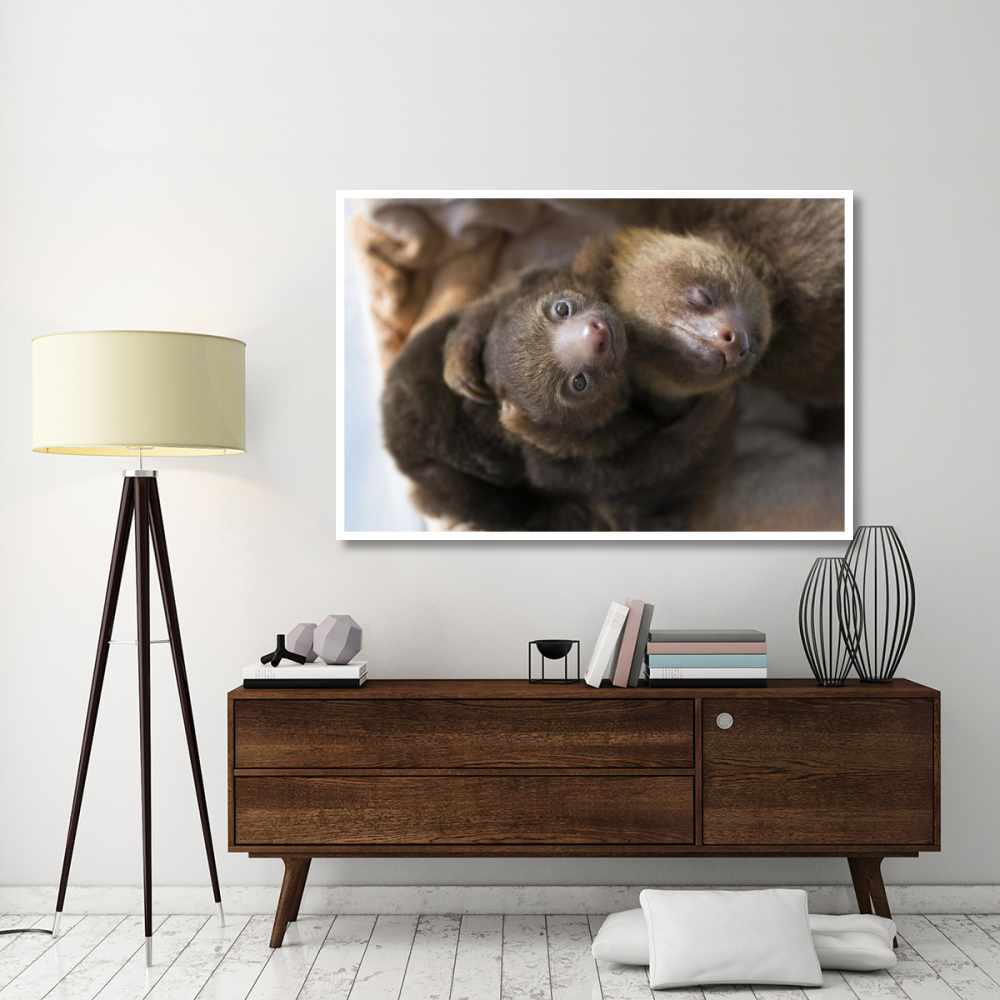 Hoffmann's Two-toed Sloth orphaned babies, Aviarios Sloth Sanctuary, Costa Rica-Paper Art-62&quotx42"