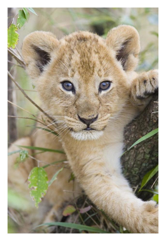 African Lion six to seven week old cub, Masai Mara National Reserve, Kenya-Paper Art-22"x32"