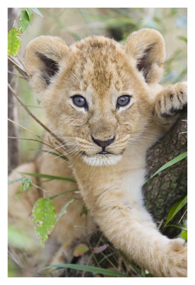 African Lion six to seven week old cub, Masai Mara National Reserve, Kenya-Paper Art-26"x38"