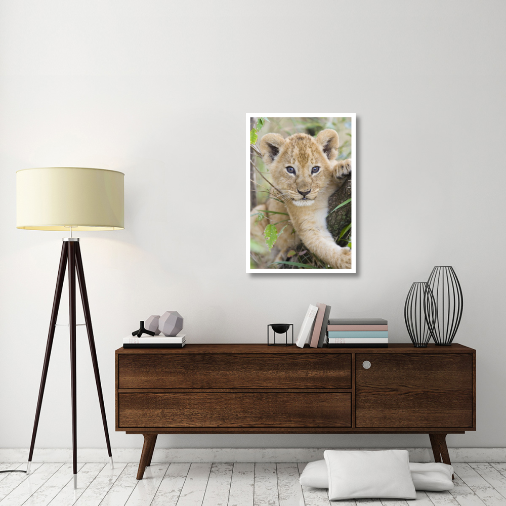 African Lion six to seven week old cub, Masai Mara National Reserve, Kenya-Paper Art-26&quotx38"