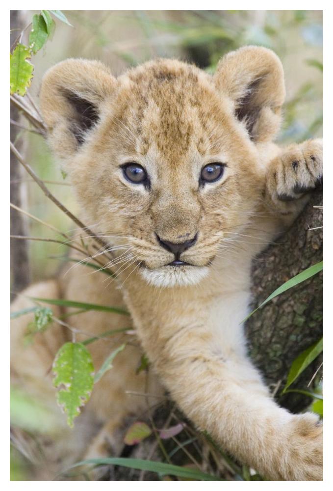 African Lion six to seven week old cub, Masai Mara National Reserve, Kenya-Paper Art-34"x50"