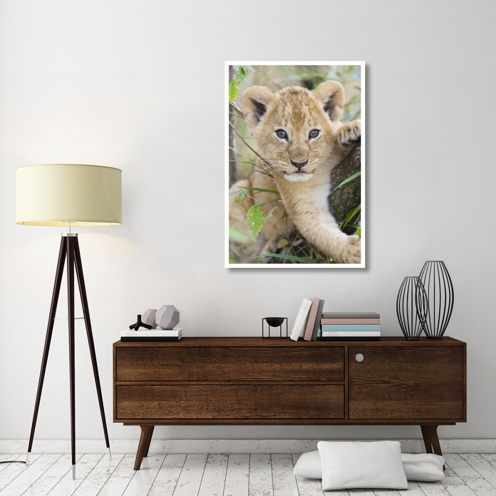 African Lion six to seven week old cub, Masai Mara National Reserve, Kenya-Paper Art-34&quotx50"