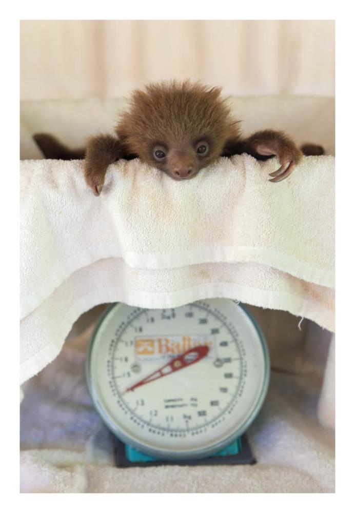 Hoffmann's Two-toed Sloth orphaned baby on scale, Aviarios Sloth Sanctuary, Costa Rica-Paper Art-18"x26"