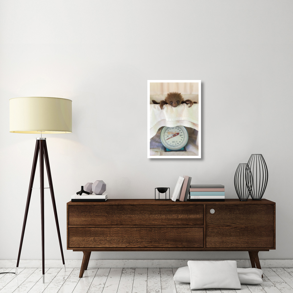 Hoffmann's Two-toed Sloth orphaned baby on scale, Aviarios Sloth Sanctuary, Costa Rica-Paper Art-22&quotx32"