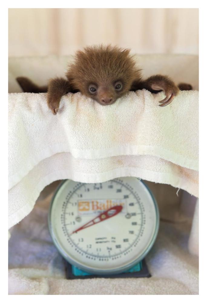 Hoffmann's Two-toed Sloth orphaned baby on scale, Aviarios Sloth Sanctuary, Costa Rica-Paper Art-26"x38"
