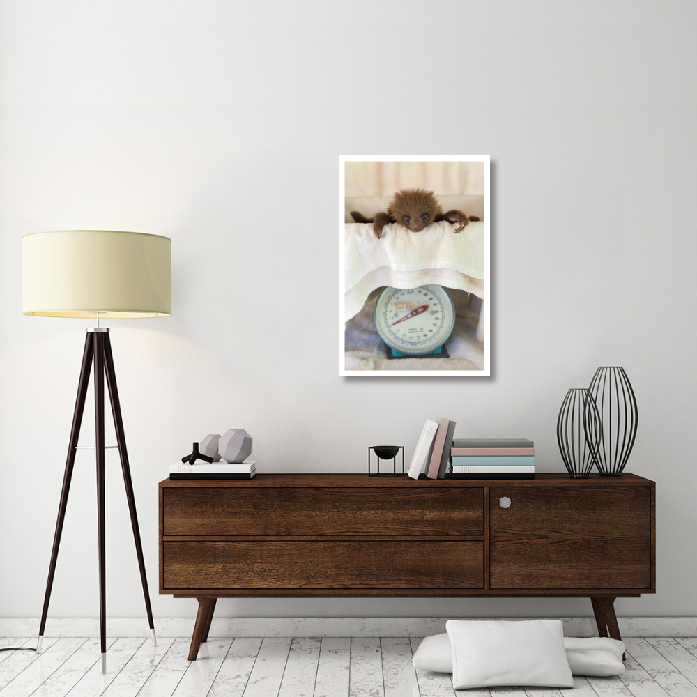 Hoffmann's Two-toed Sloth orphaned baby on scale, Aviarios Sloth Sanctuary, Costa Rica-Paper Art-26&quotx38"