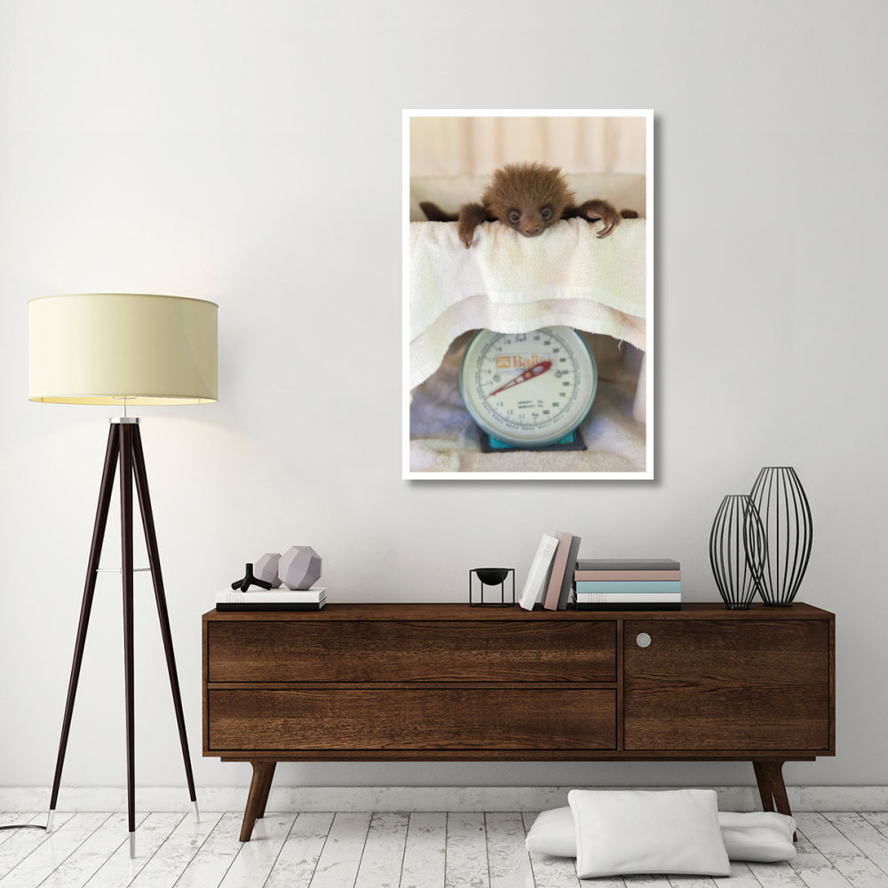 Hoffmann's Two-toed Sloth orphaned baby on scale, Aviarios Sloth Sanctuary, Costa Rica-Paper Art-34&quotx50"