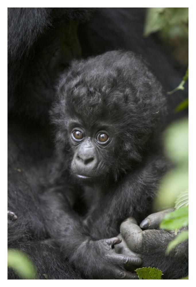 Mountain Gorilla three month old infant, endangered, Parc National Des Volcans, Rwanda-Paper Art-14"x20"