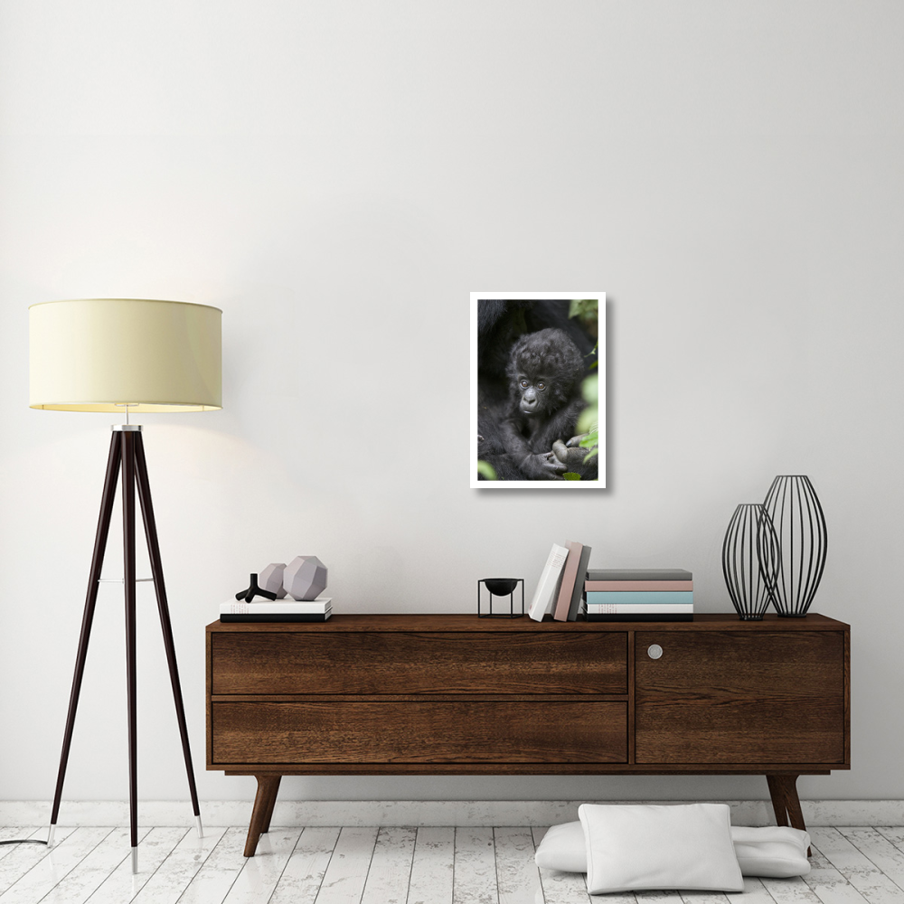 Mountain Gorilla three month old infant, endangered, Parc National Des Volcans, Rwanda-Paper Art-18&quotx26"