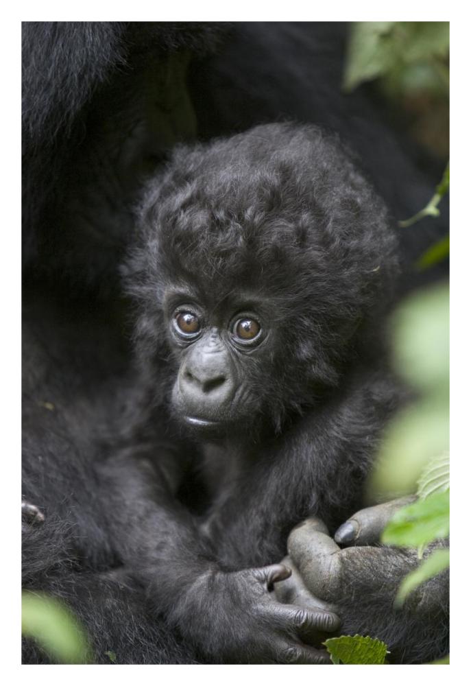 Mountain Gorilla three month old infant, endangered, Parc National Des Volcans, Rwanda-Paper Art-22"x32"