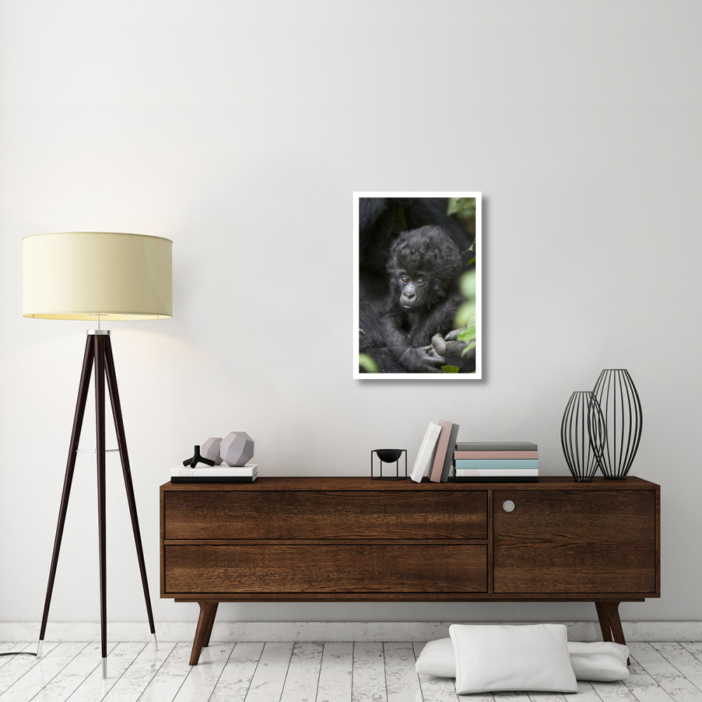 Mountain Gorilla three month old infant, endangered, Parc National Des Volcans, Rwanda-Paper Art-22&quotx32"