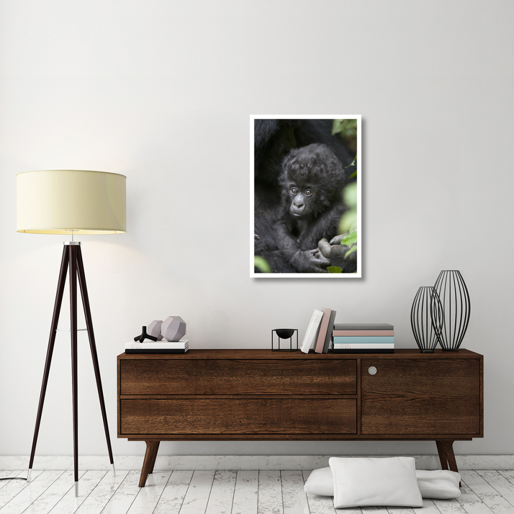Mountain Gorilla three month old infant, endangered, Parc National Des Volcans, Rwanda-Paper Art-26&quotx38"