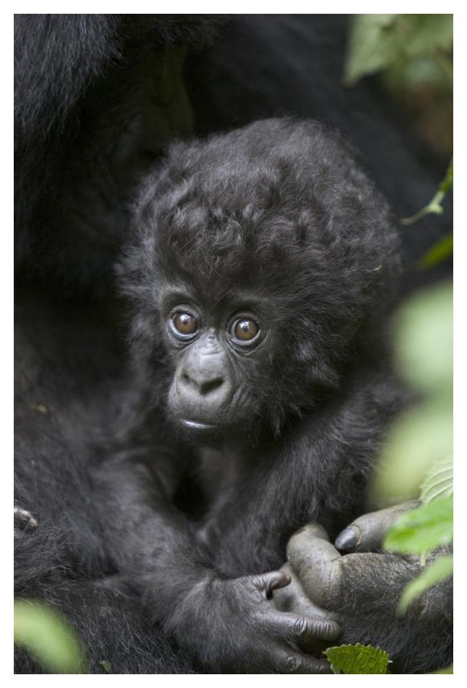 Mountain Gorilla three month old infant, endangered, Parc National Des Volcans, Rwanda-Paper Art-34"x50"