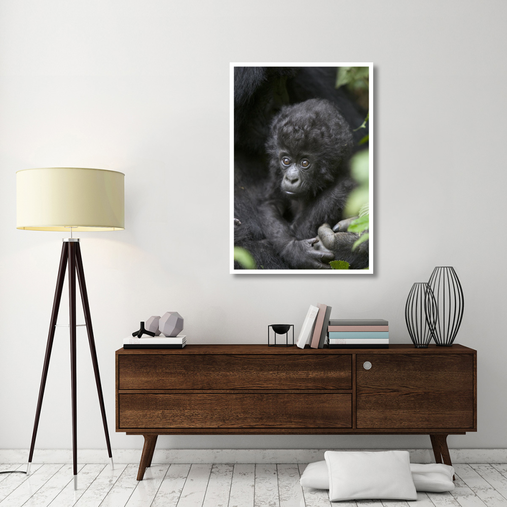 Mountain Gorilla three month old infant, endangered, Parc National Des Volcans, Rwanda-Paper Art-34&quotx50"