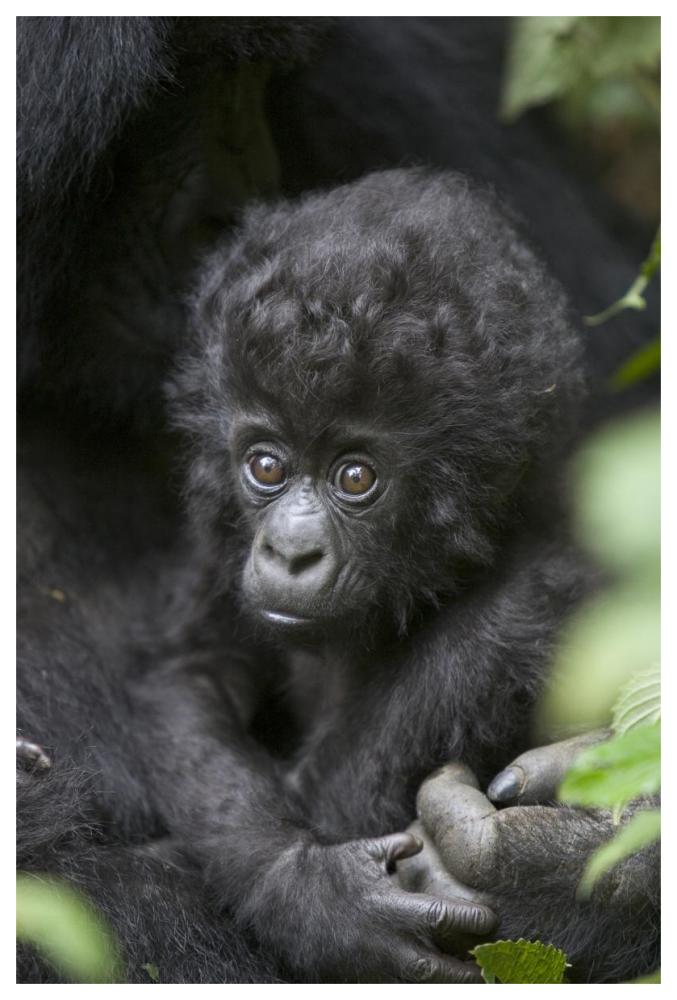 Mountain Gorilla three month old infant, endangered, Parc National Des Volcans, Rwanda-Paper Art-42"x62"