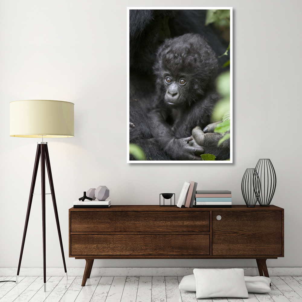 Mountain Gorilla three month old infant, endangered, Parc National Des Volcans, Rwanda-Paper Art-42&quotx62"