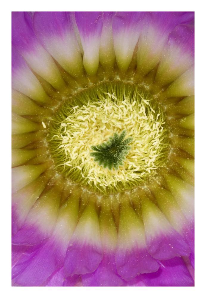 Lace Hedgehog Cactus flower detail showing pistil and stamens, Red Corral Ranch, Texas-Paper Art-18"x26"