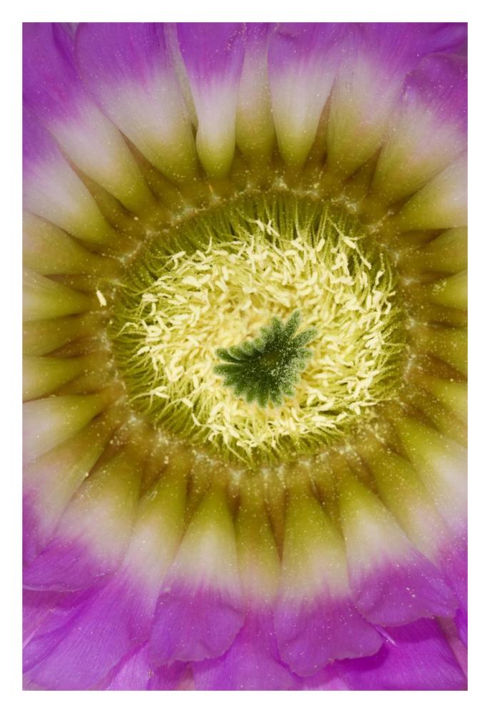 Lace Hedgehog Cactus flower detail showing pistil and stamens, Red Corral Ranch, Texas-Paper Art-22"x32"