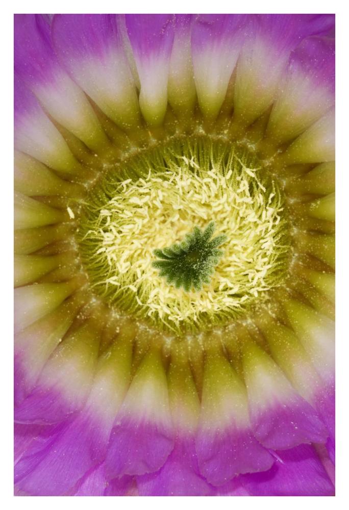 Lace Hedgehog Cactus flower detail showing pistil and stamens, Red Corral Ranch, Texas-Paper Art-26"x38"