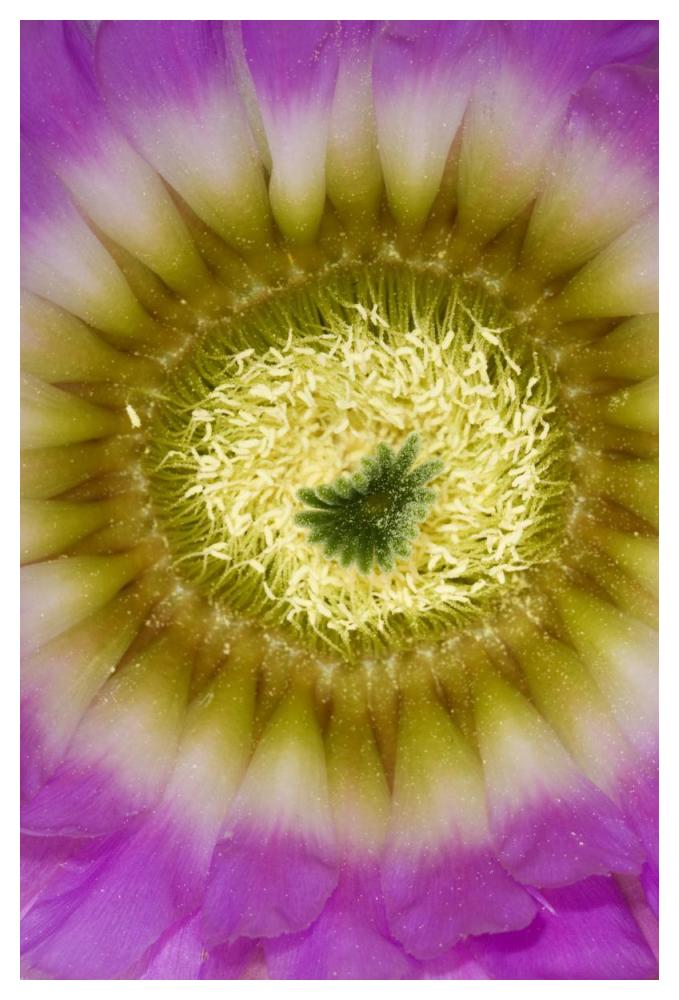 Lace Hedgehog Cactus flower detail showing pistil and stamens, Red Corral Ranch, Texas-Paper Art-34"x50"