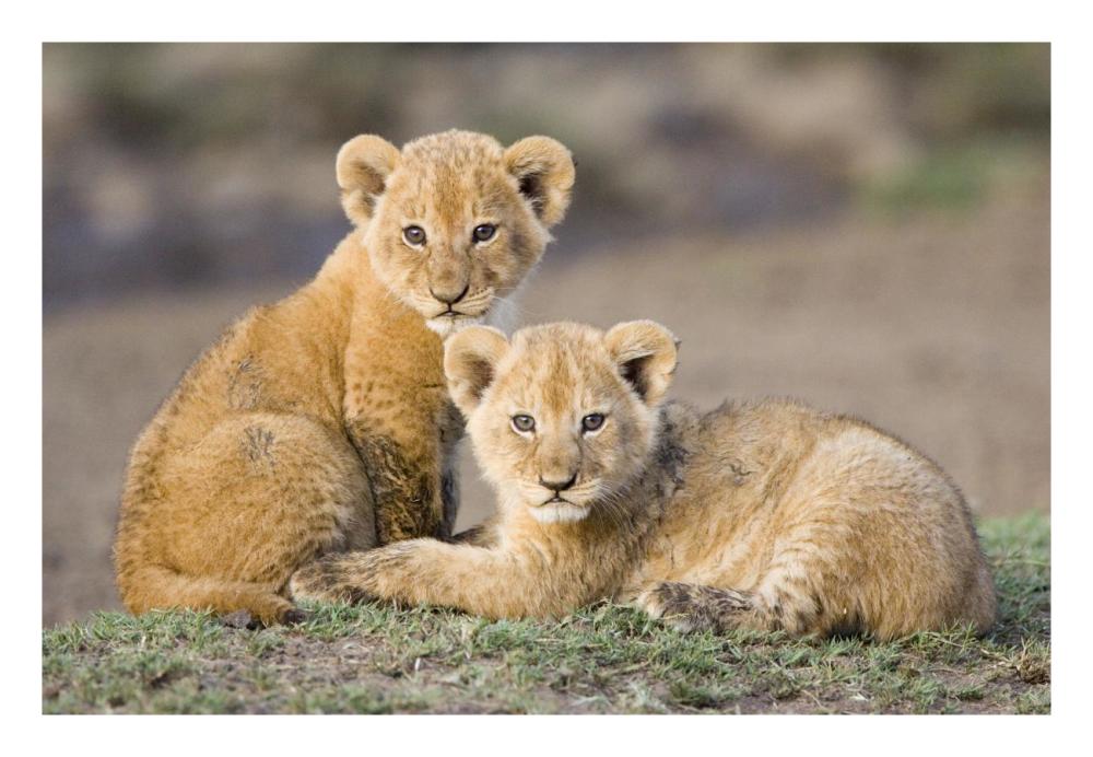 African Lion four to five week old cubs, vulnerable, Masai Mara National Reserve, Kenya-Paper Art-26"x18"