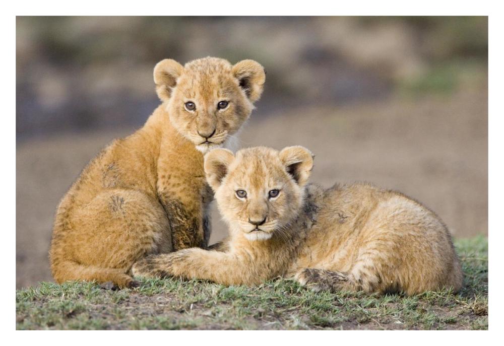 African Lion four to five week old cubs, vulnerable, Masai Mara National Reserve, Kenya-Paper Art-32"x22"