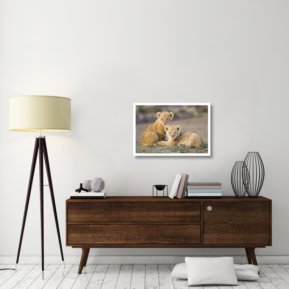 African Lion four to five week old cubs, vulnerable, Masai Mara National Reserve, Kenya-Paper Art-32&quotx22"