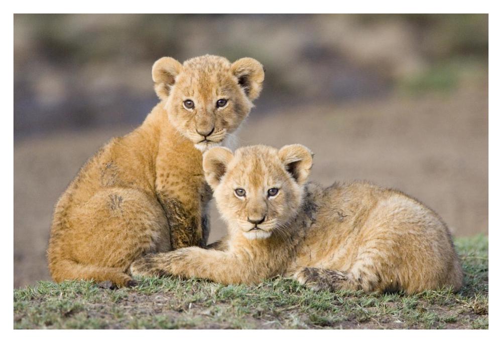 African Lion four to five week old cubs, vulnerable, Masai Mara National Reserve, Kenya-Paper Art-38"x26"