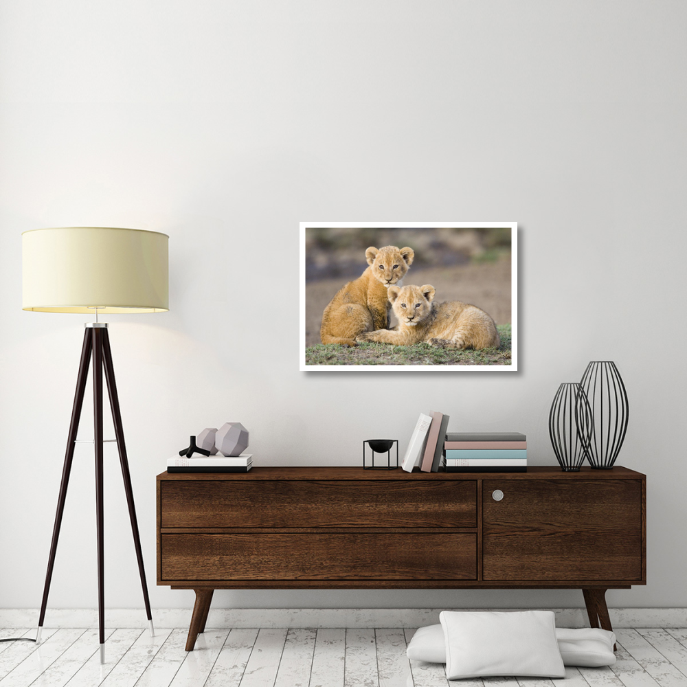 African Lion four to five week old cubs, vulnerable, Masai Mara National Reserve, Kenya-Paper Art-38&quotx26"