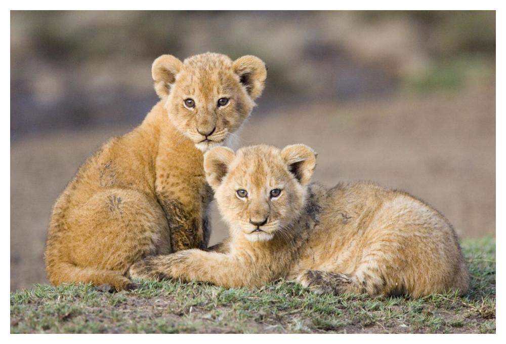 African Lion four to five week old cubs, vulnerable, Masai Mara National Reserve, Kenya-Paper Art-50"x34"