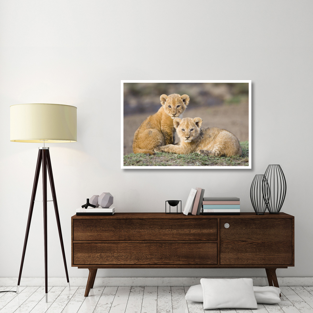 African Lion four to five week old cubs, vulnerable, Masai Mara National Reserve, Kenya-Paper Art-50&quotx34"
