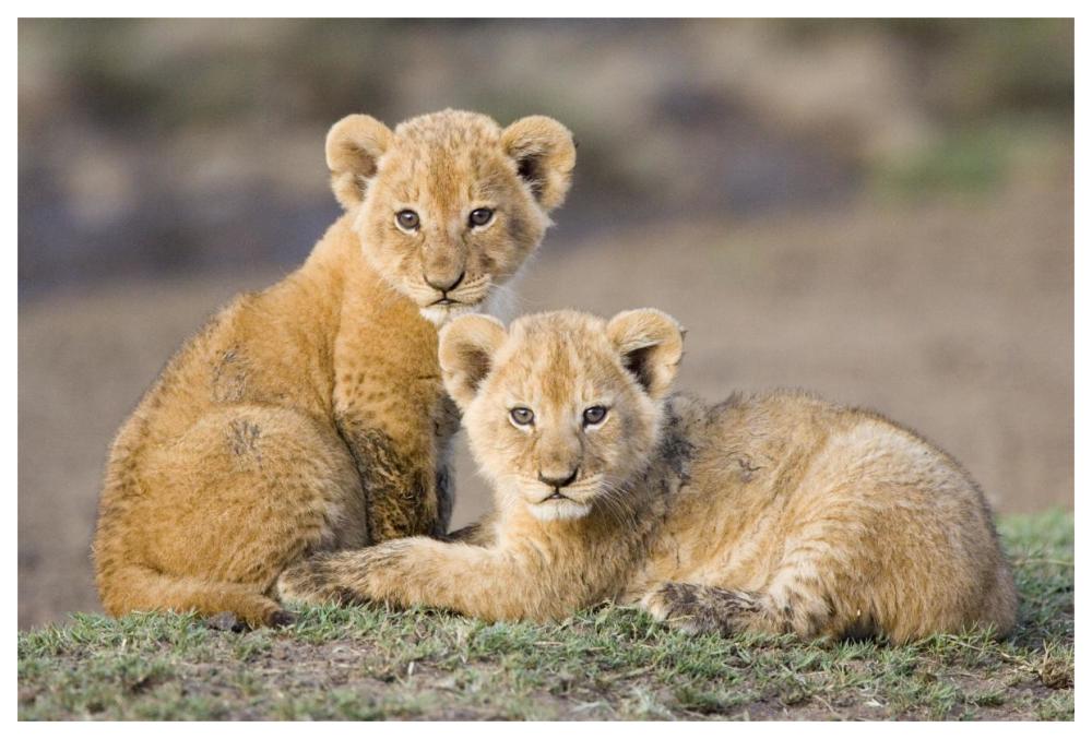 African Lion four to five week old cubs, vulnerable, Masai Mara National Reserve, Kenya-Paper Art-62"x42"