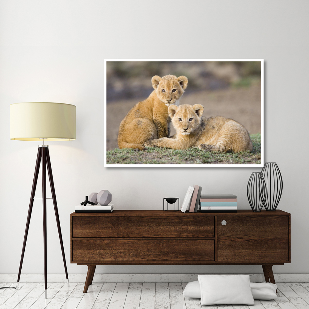 African Lion four to five week old cubs, vulnerable, Masai Mara National Reserve, Kenya-Paper Art-62&quotx42"