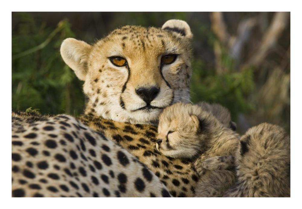 Cheetah thirteen day old cub resting against mother in nest, Maasai Mara Reserve, Kenya-Paper Art-26"x18"