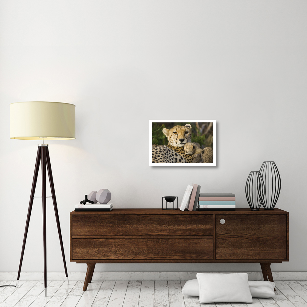 Cheetah thirteen day old cub resting against mother in nest, Maasai Mara Reserve, Kenya-Paper Art-26&quotx18"