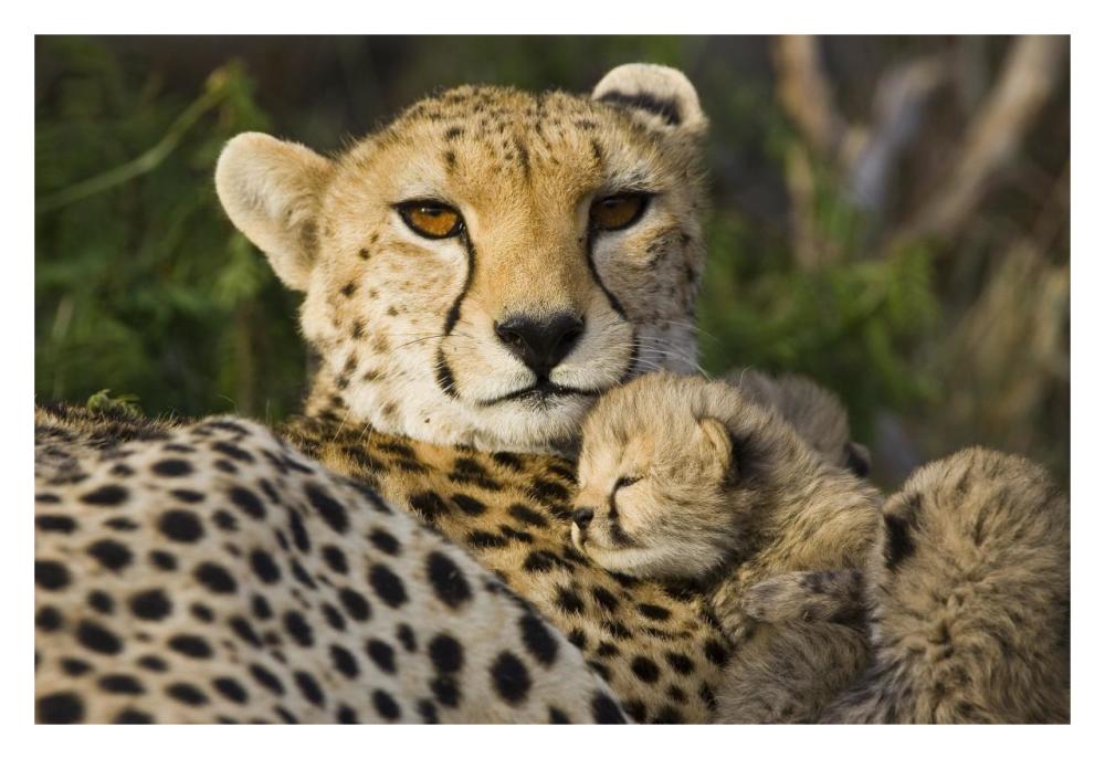 Cheetah thirteen day old cub resting against mother in nest, Maasai Mara Reserve, Kenya-Paper Art-32"x22"