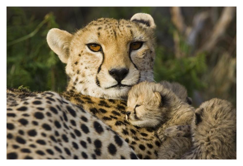 Cheetah thirteen day old cub resting against mother in nest, Maasai Mara Reserve, Kenya-Paper Art-38"x26"